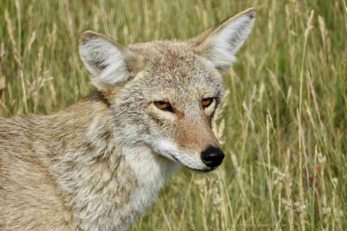Coyote