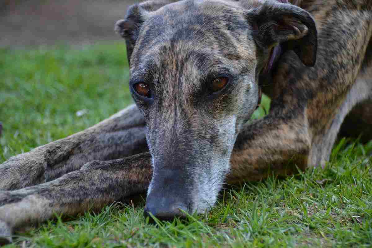 Galgo Espanol cane Levriero