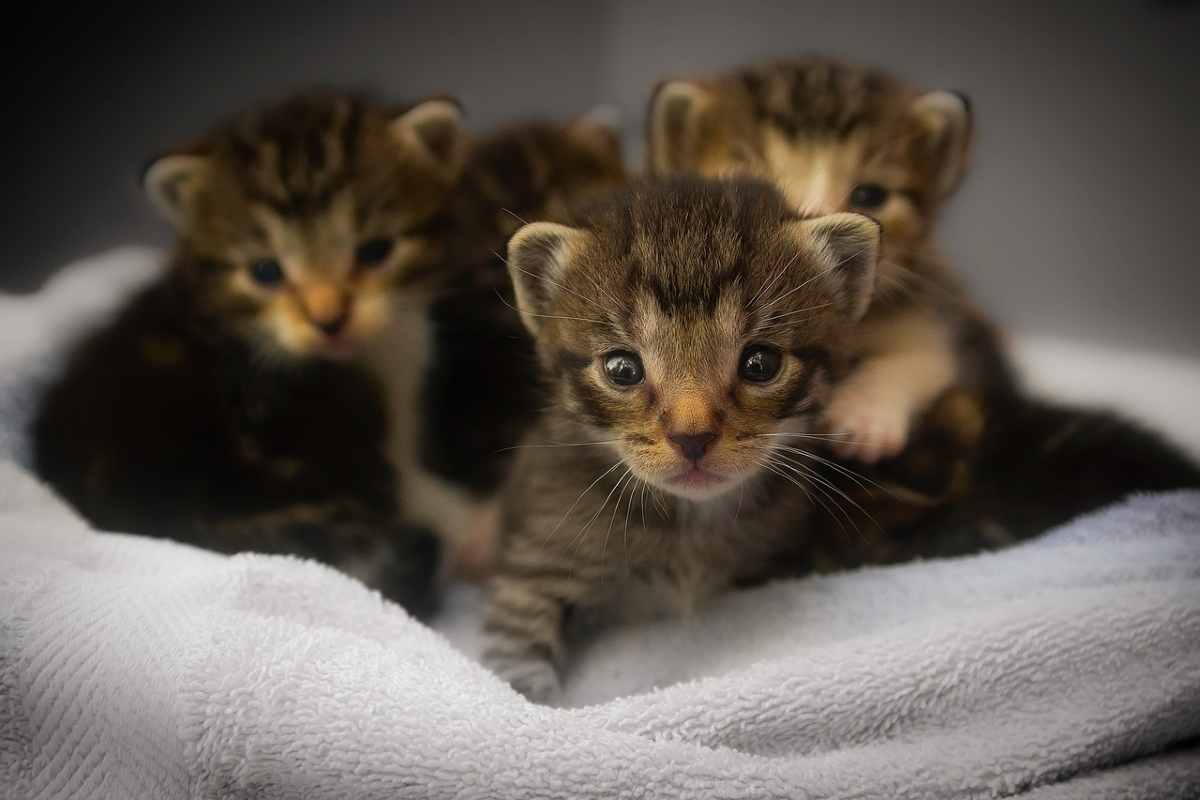 Gatti appena nati