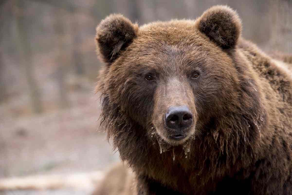 Orso bruno