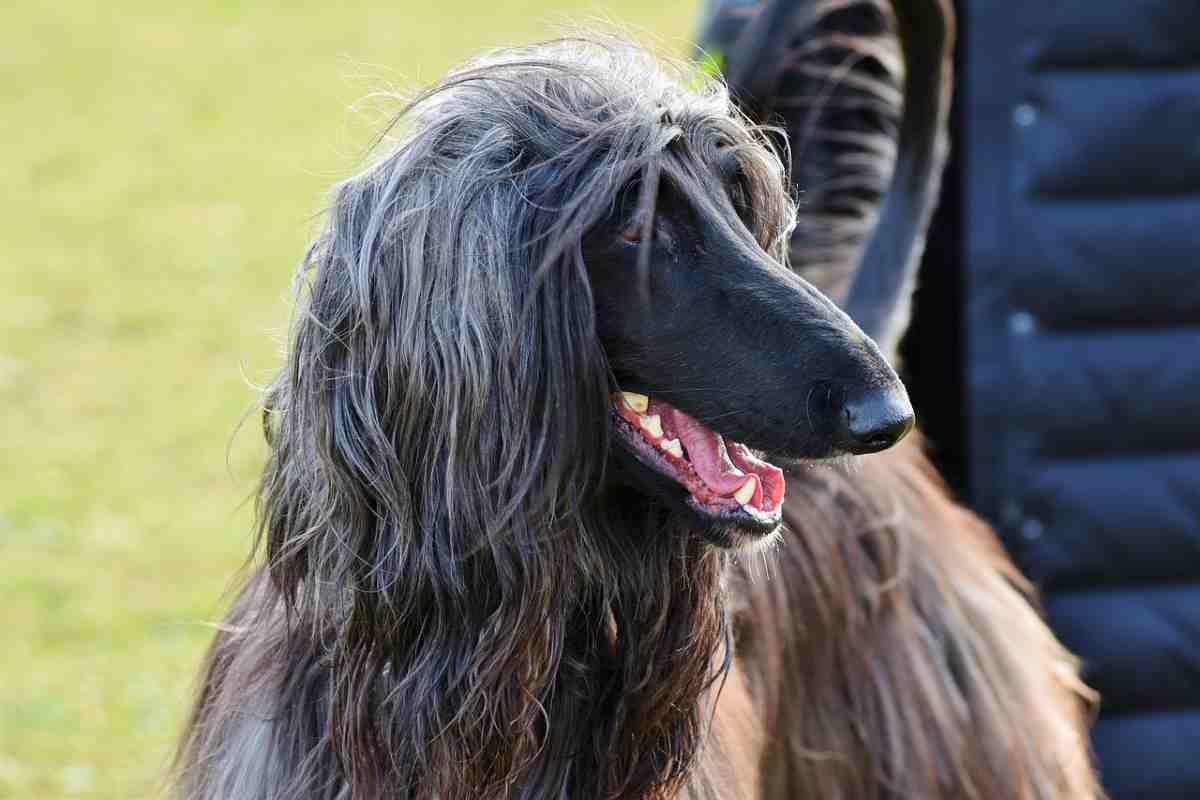 Cane levriero afgano