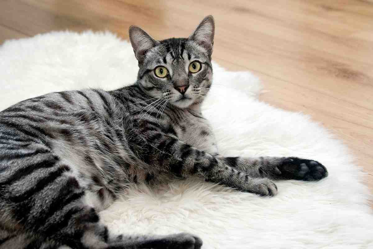 Gatto in casa