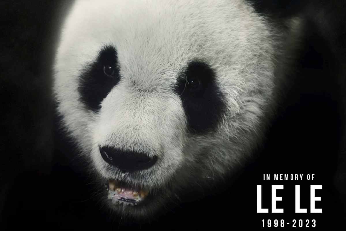 Panda Le Le zoo di Memphis
