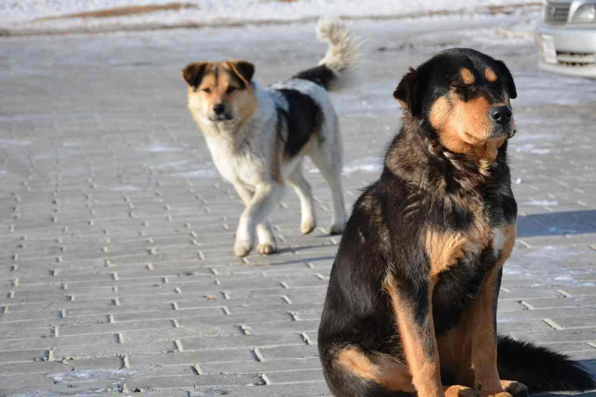 Cani randagi