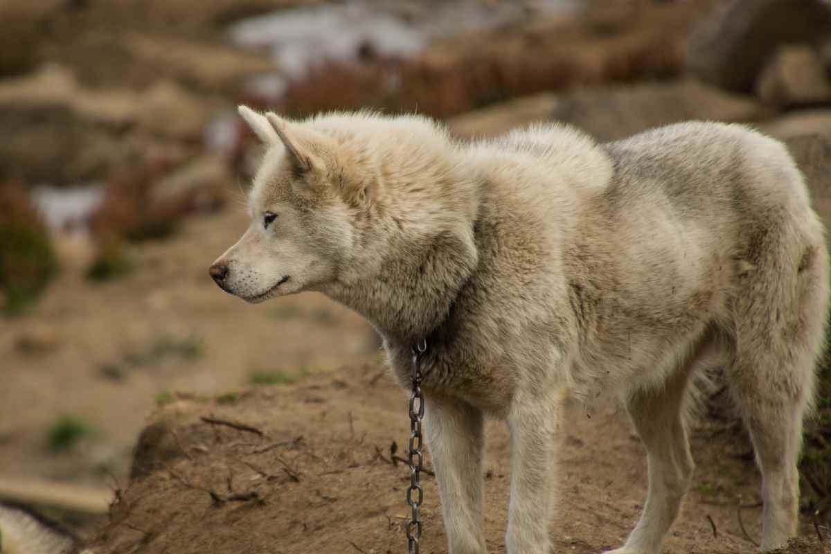 Diritti degli animali, Commissione Milano