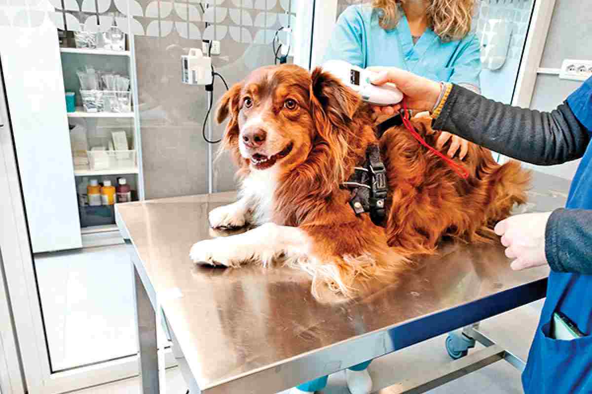 Cane controllo microchip