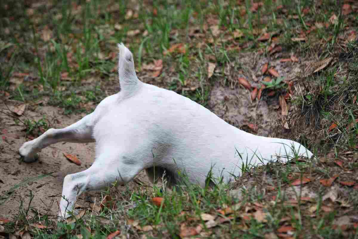 Cani scavano buche