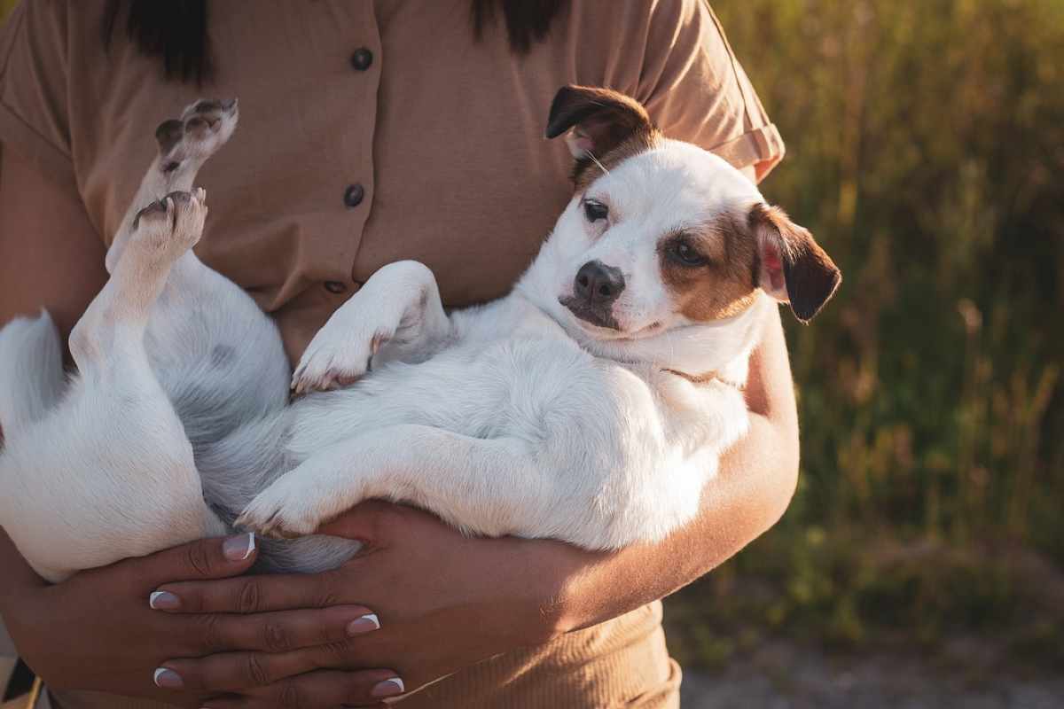 cani e essere umani