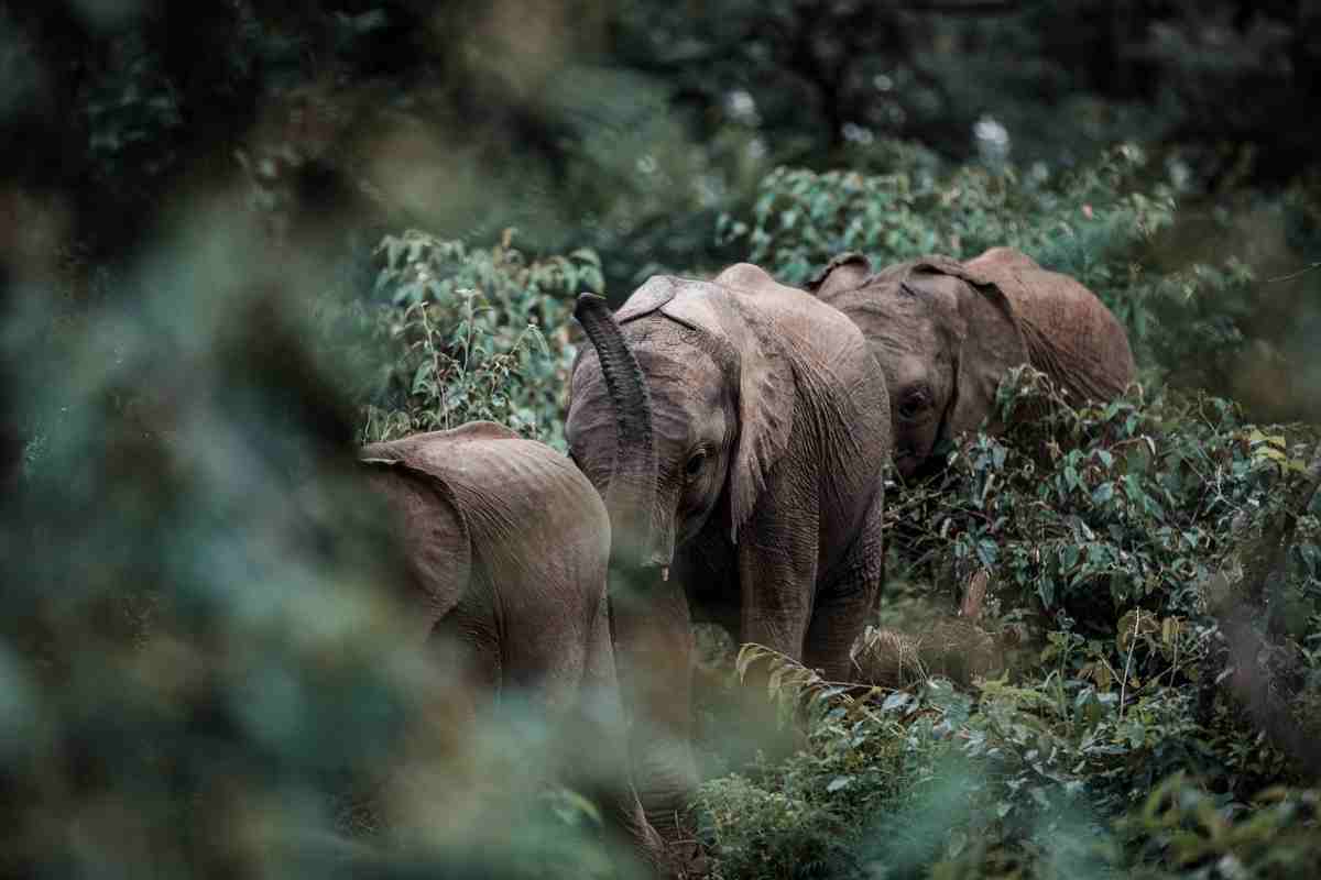 Elefanti e turismo