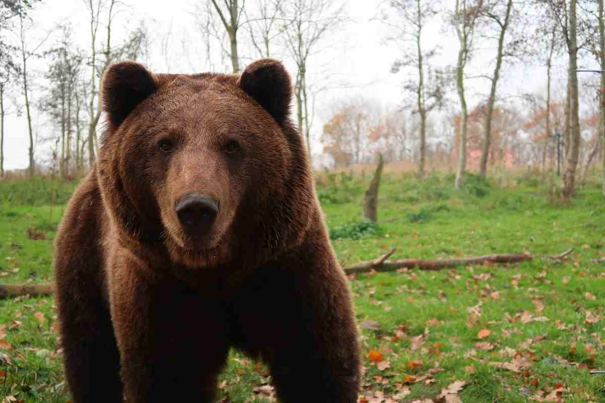 Escursionista ferito da orso
