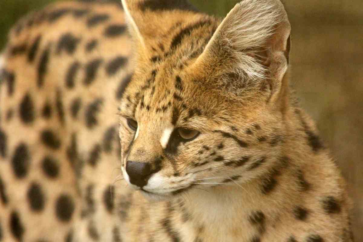 Gatto Serval con dipendenza da droghe