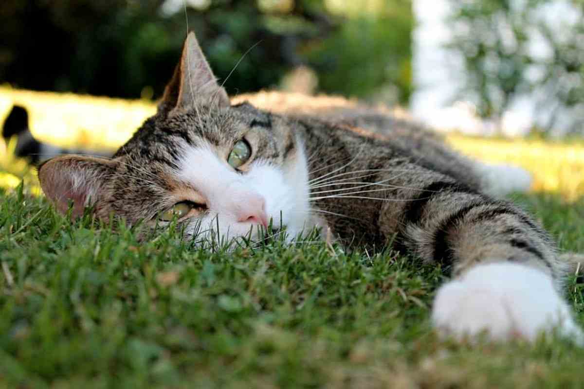 Cambio stagione e malattie nei gatti