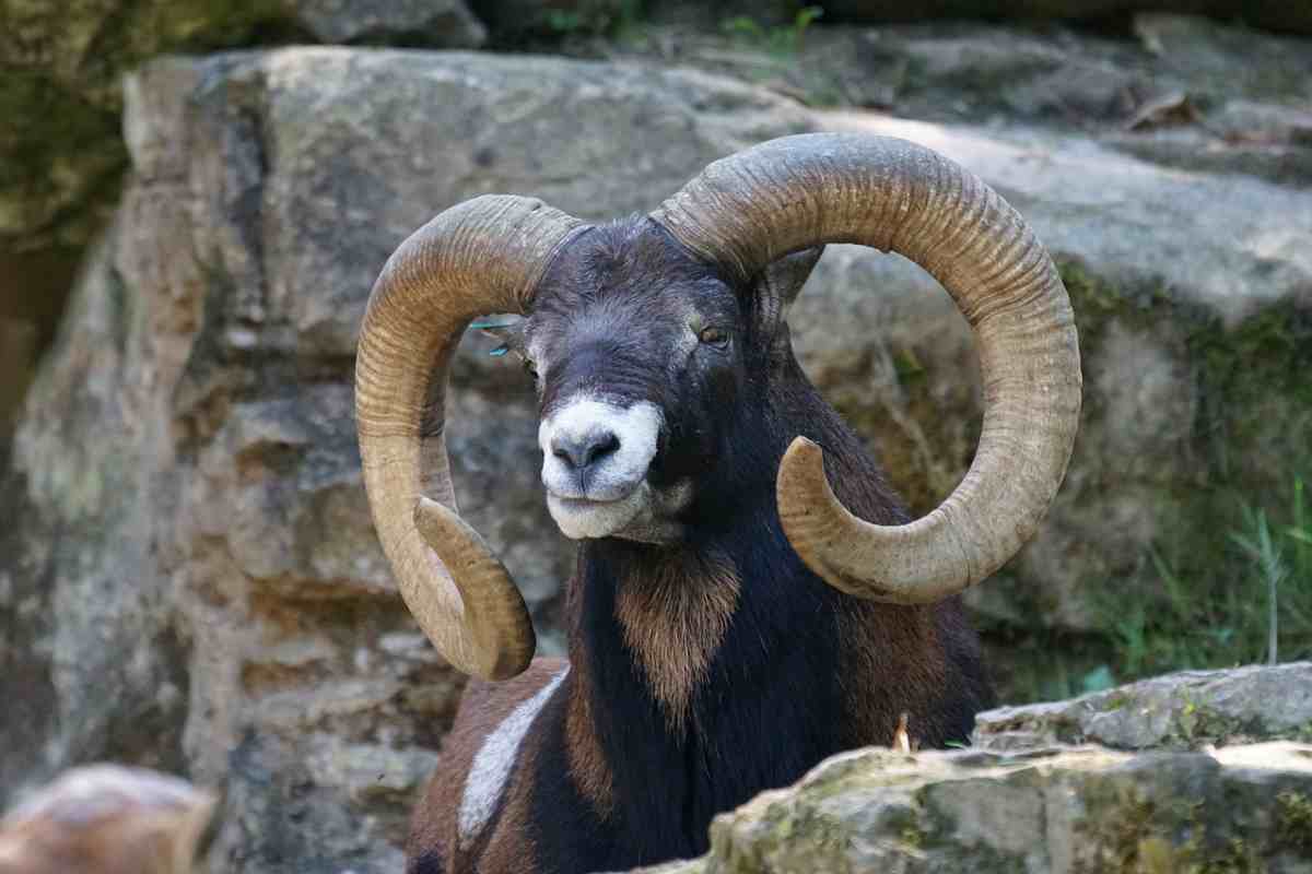 Caso mufloni Isola del Giglio