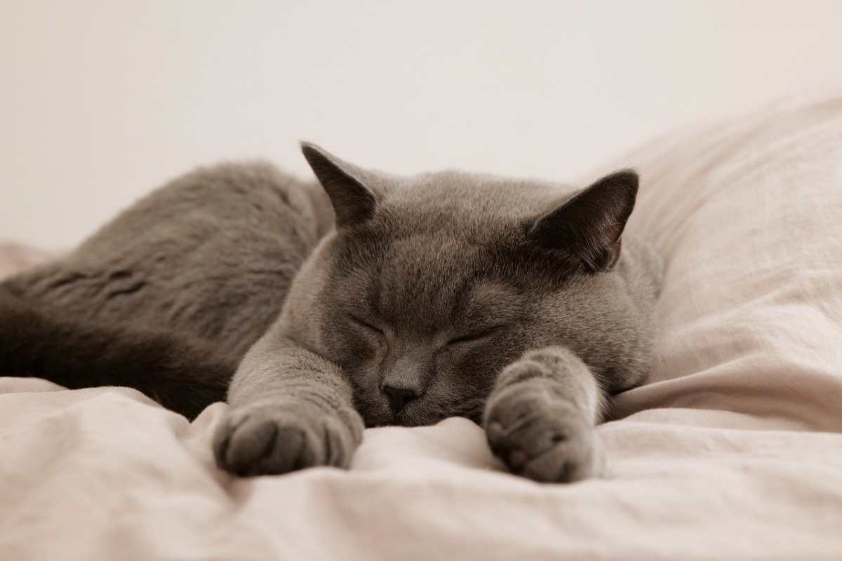Napping Day, gatto che dorme