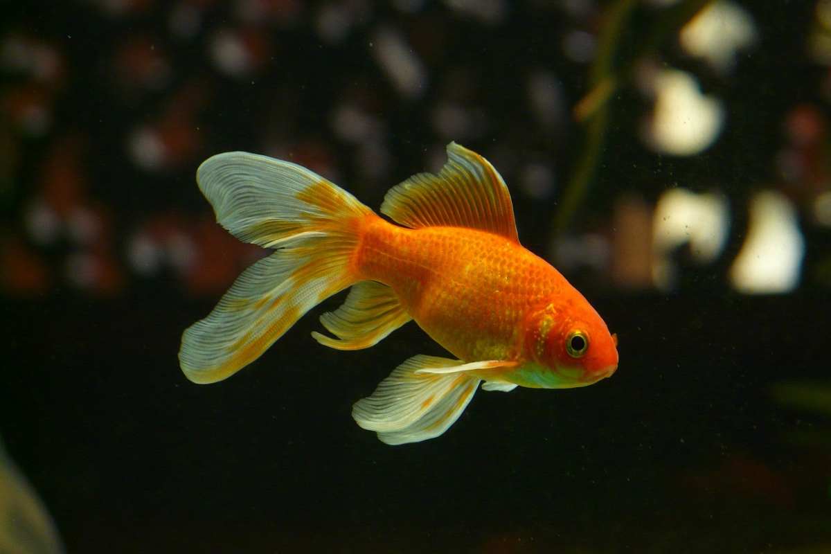 Pesce rosso e memoria