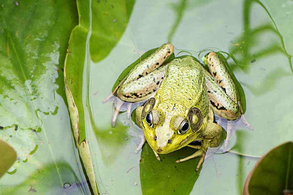 Biodiversità a rischio, rana