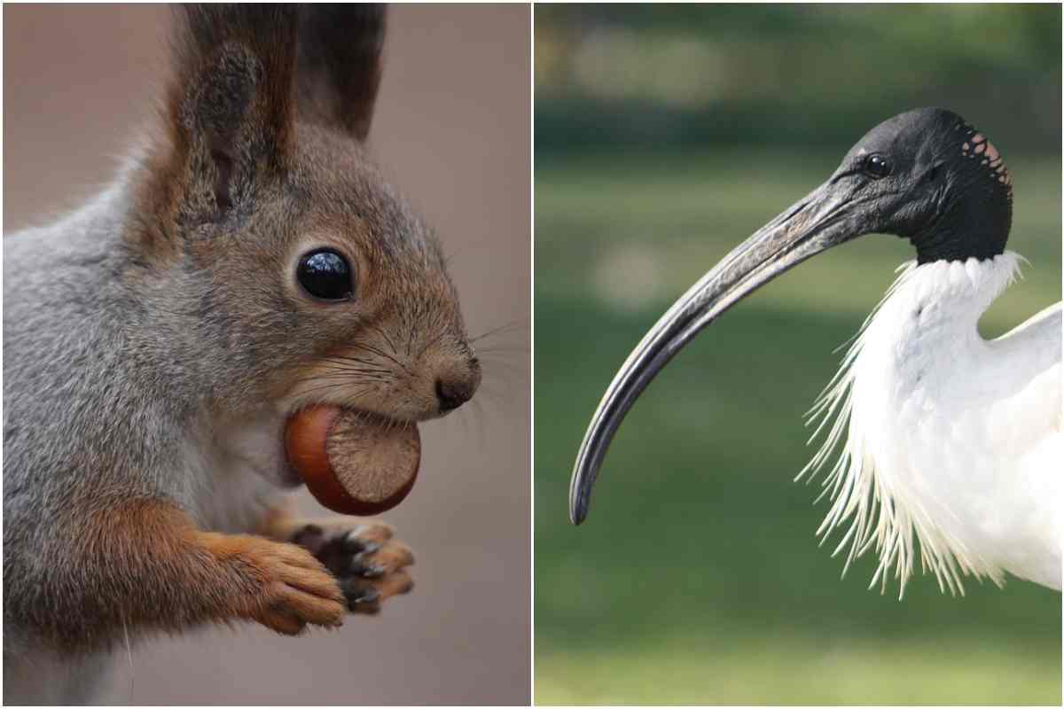 Eradicazione scoiattolo grigio e ibis sacro