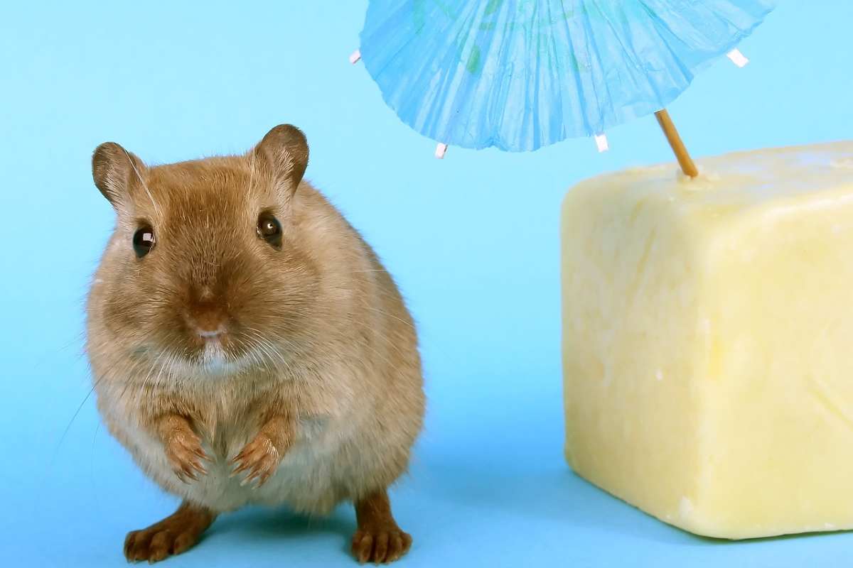 Topi e formaggio
