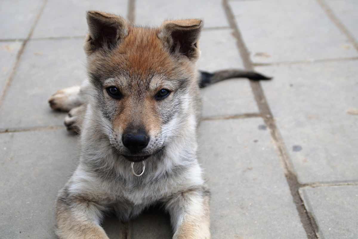 Cane Lupo Cecoslovacco cosa sapere