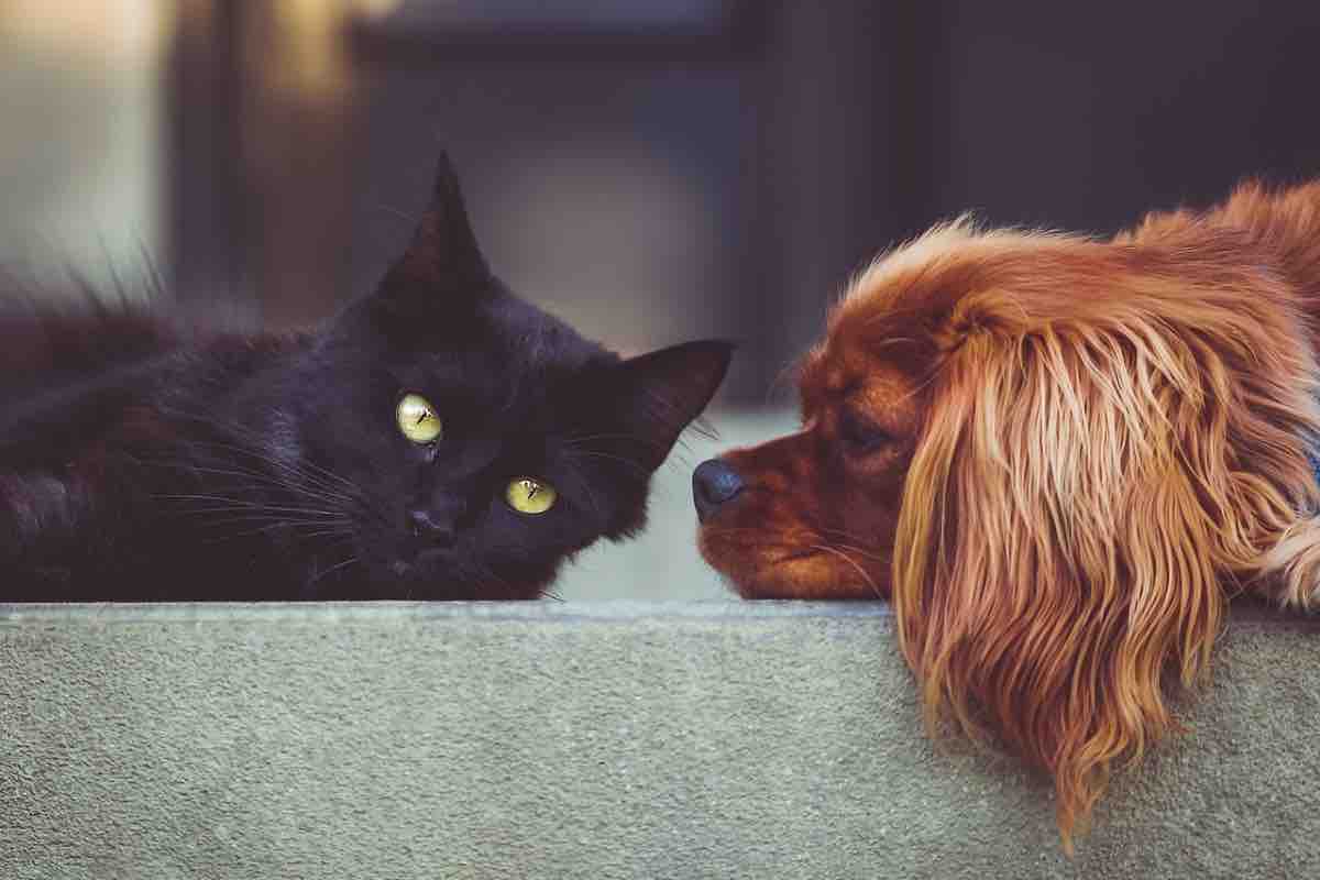 Disinfestazione cani gatti pericolo