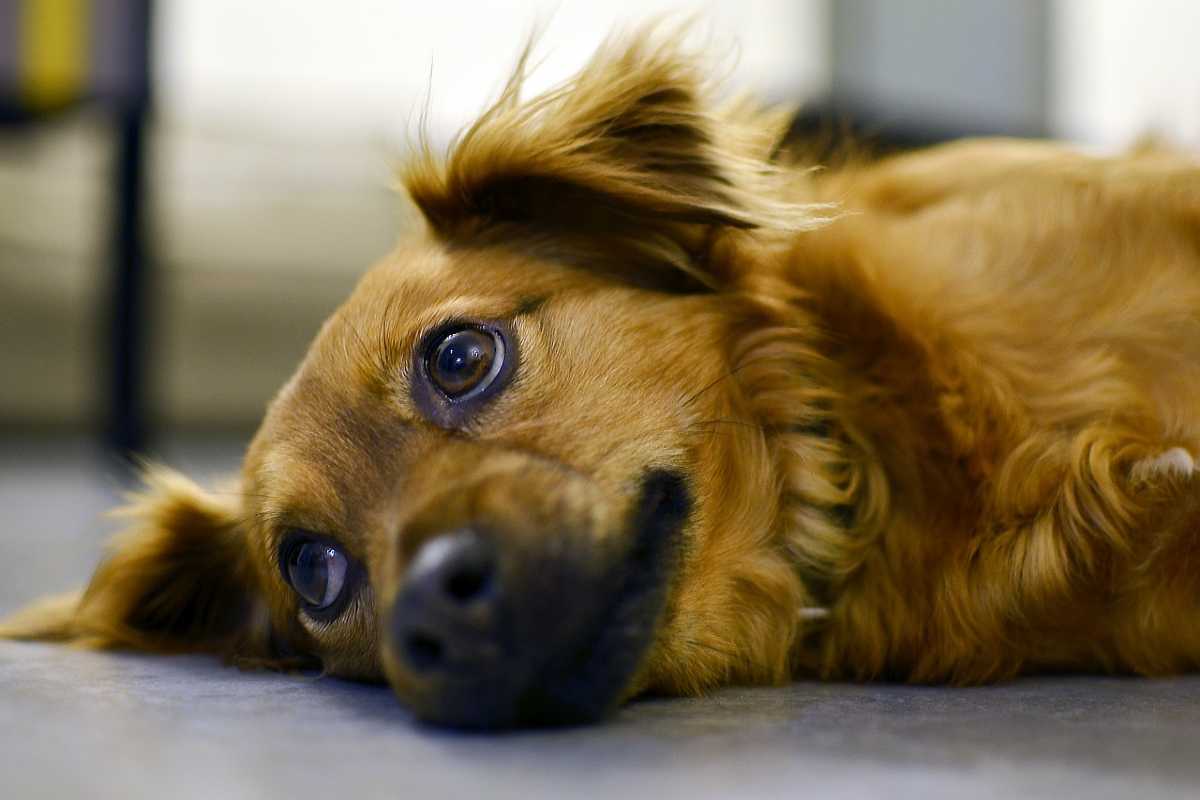 Leptospirosi nei cani