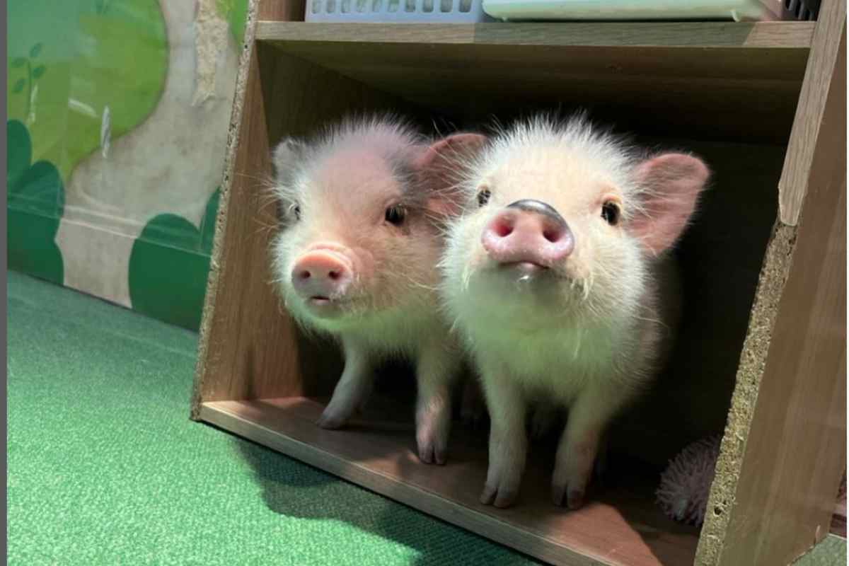 Mipig Café Giappone
