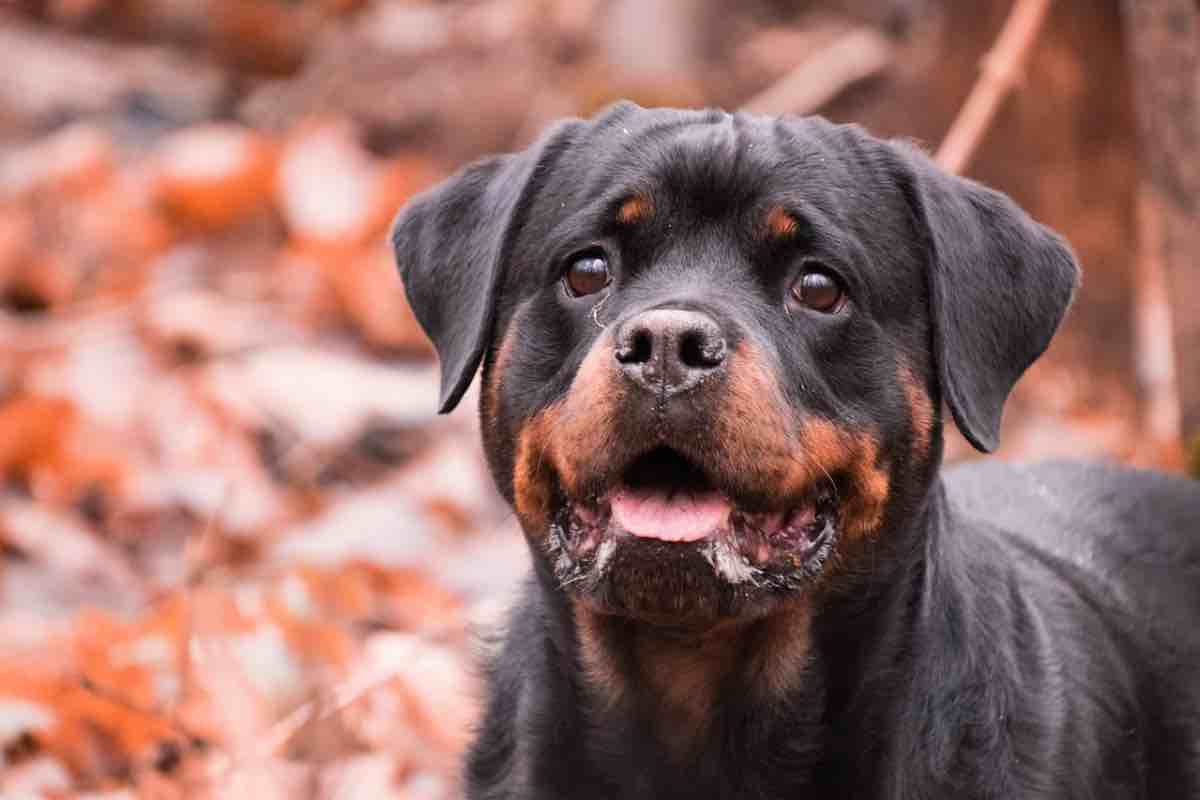 Rottweiler razza e curiosità