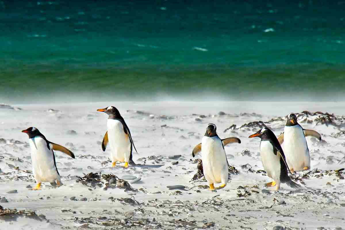 Pinguini e ferro nell'oceano