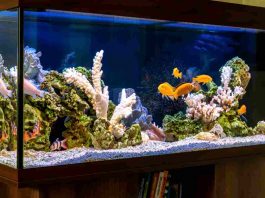 come pulire perfettamente l'Acquario