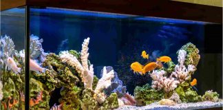 come pulire perfettamente l'Acquario