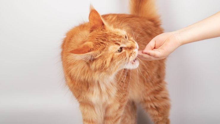 cosa insegnare al gatto trucchi per addestrarlo