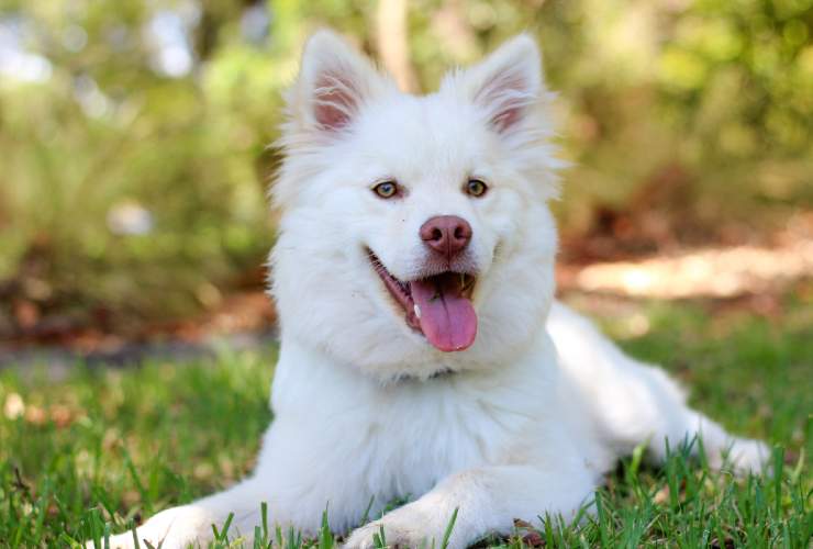 Quanto costa mantenere un cane in casa