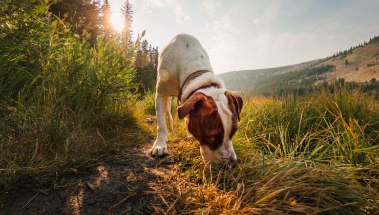 Perché il cane gira prima di fare i bisogni