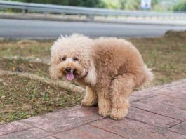 Perché il cane gira prima di fare i bisogni