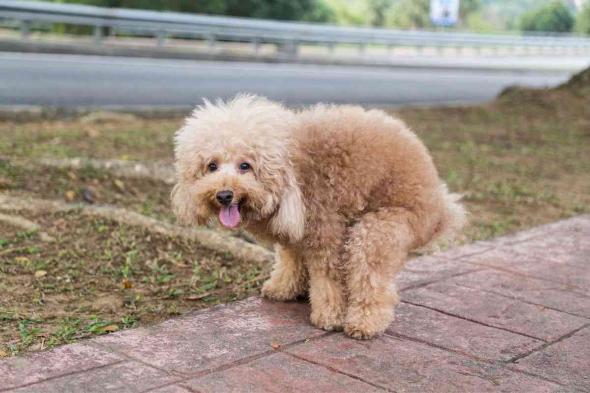 Perché il cane gira prima di fare i bisogni