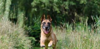 Cane giardino buche