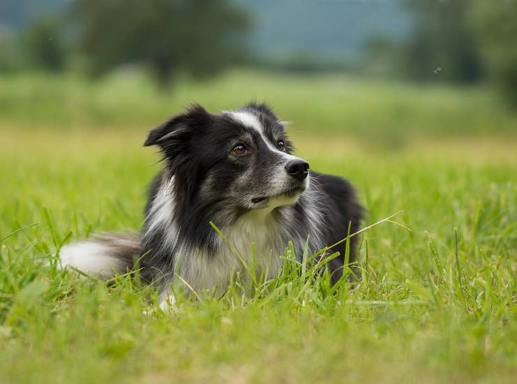 Cane giardino scava soluzioni