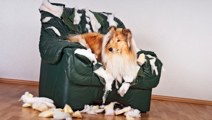 Cane solo in casa dispetti scompiglio motivi e soluzioni