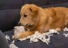 Cane solo in casa dispetti scompiglio motivi e soluzioni