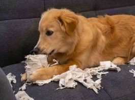 Cane solo in casa dispetti scompiglio motivi e soluzioni