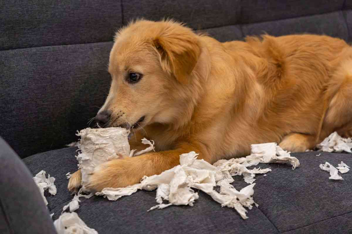 Cane solo in casa dispetti scompiglio motivi e soluzioni