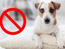 cani in casa quando scatta il divieto