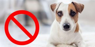 cani in casa quando scatta il divieto