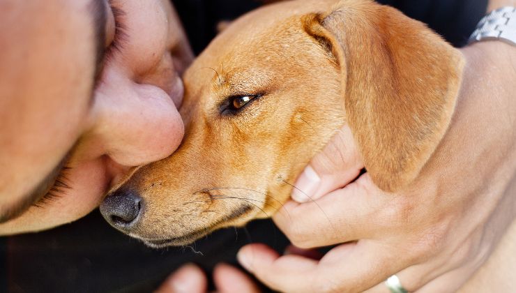 proteggere cane in estate consigli