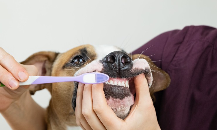 Lavare i denti al tuo cane alito cattivo igiene orale