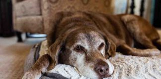 Cani anziani e la sensibilizzazione di Amusi