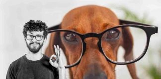 La classifica dei cani più intelligenti