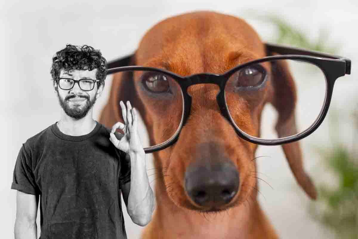 La classifica dei cani più intelligenti