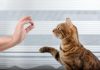 cosa insegnare al gatto trucchi per addestrarlo