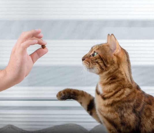 cosa insegnare al gatto trucchi per addestrarlo